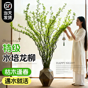 水培植物龙柳鲜枝切花水养绿植雪柳干支室内吊钟泡水长根装饰盆栽