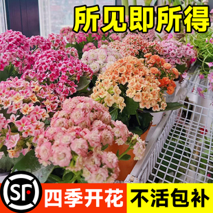 长寿花重瓣盆栽金狐狸带花苞大花花苗四季室内开花好养的花卉植物