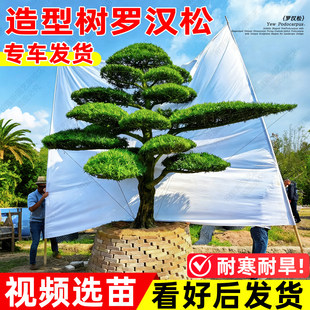盆景罗汉松造型镇宅招财盆栽地栽大型树亮晶女贞黄杨苗木四季常青