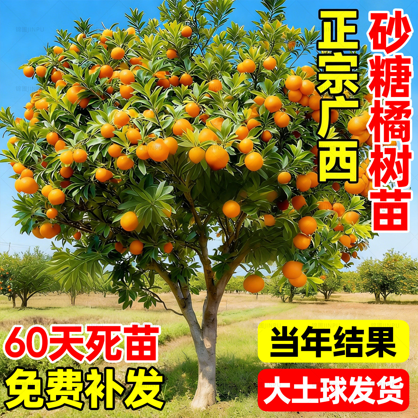 正宗广西沙糖桔子树苗砂糖橘子树果苗地栽别墅特大盆栽南北方种植,鲜花速递/花卉仿真/绿植园艺,果树,淘宝优惠券,粉丝福利购,淘宝优惠卷