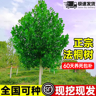 法国梧桐树苗悬铃木大树庭院风景行道园林绿化苗木中国青桐法桐木