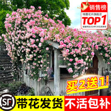 蔷薇花苗藤本月季特大花树庭院爬藤植物花卉盆栽阳台玫瑰四季开花