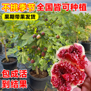 格莱斯无花果树果苗特大果波姬红带果矮化盆栽南北方当年结果带土
