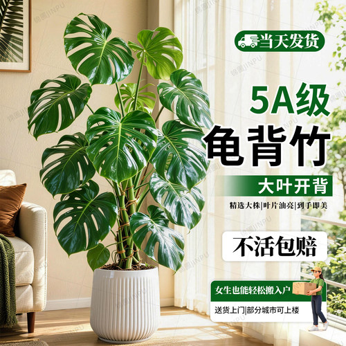 【全网热销5万+】龟背竹客厅盆栽