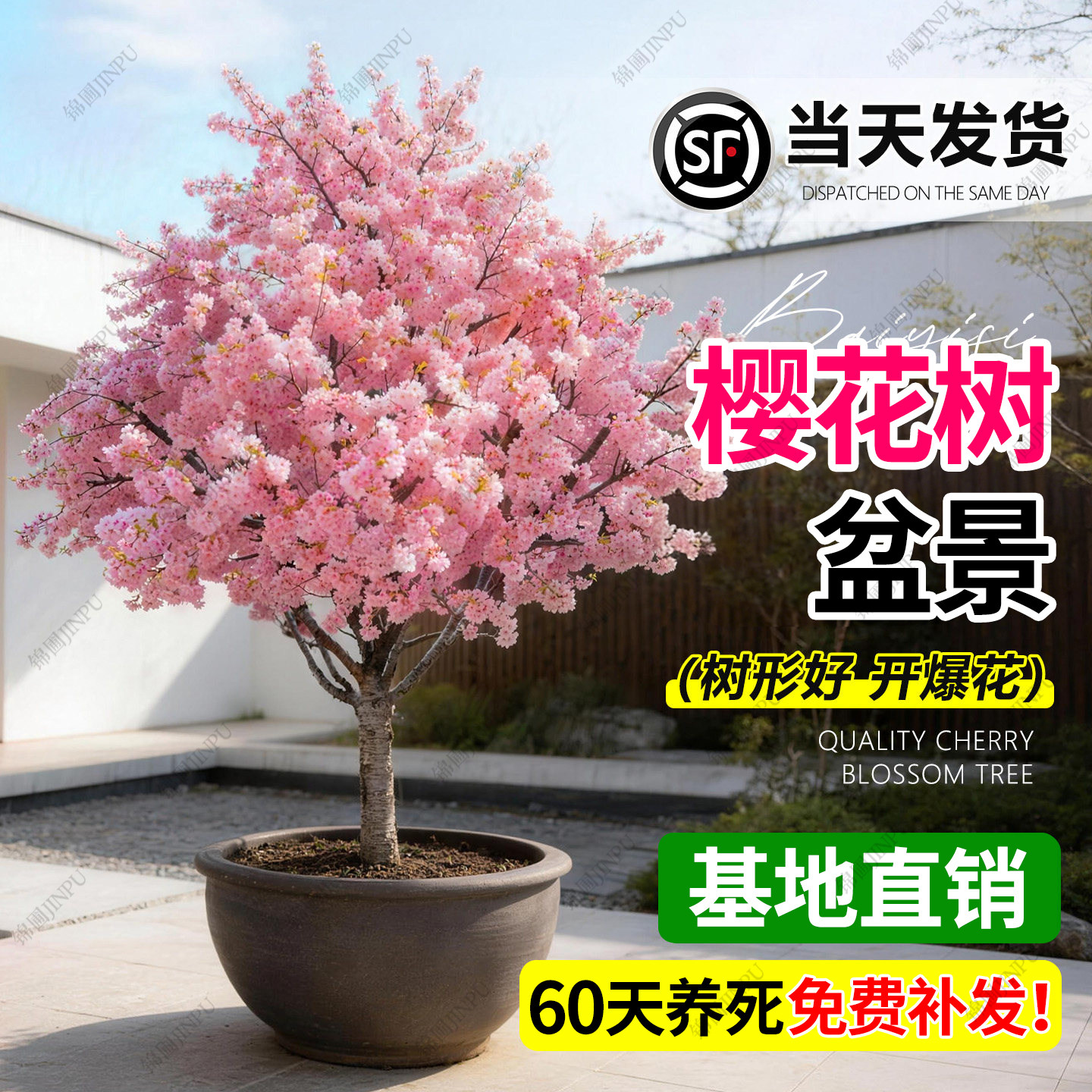 【热销榜top产品】樱花树苗图片