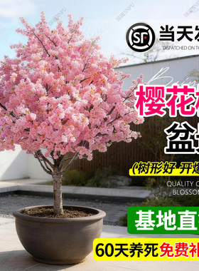 【热销榜top产品】樱花树苗