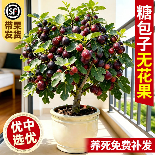 【爆款热销5万+】无花果盆栽带果
