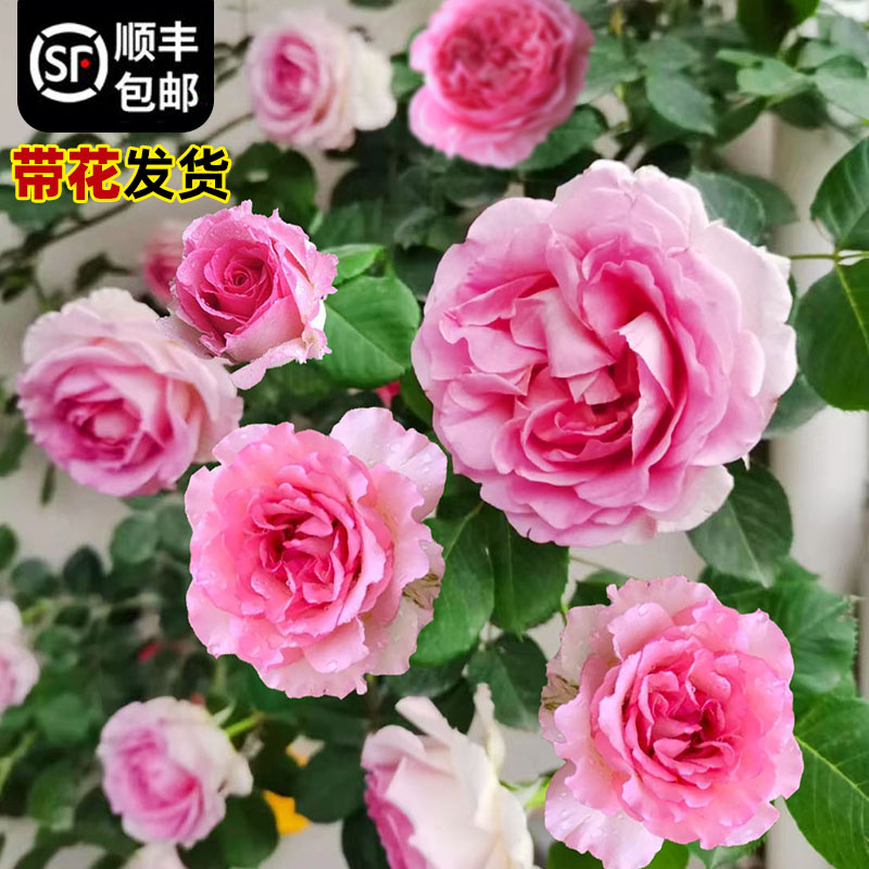 新品爬藤月季罗衣四季开花无刺蔷薇花苗浓香型大花庭院拱门围栏