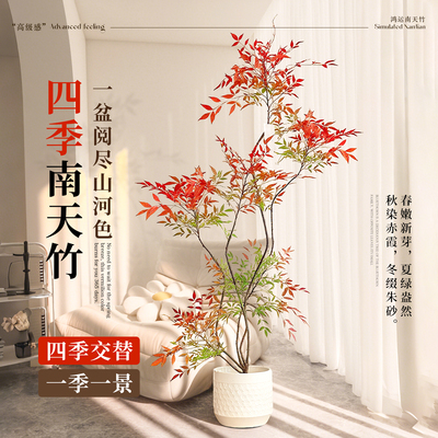 南天竹客厅大盆栽真树火焰红