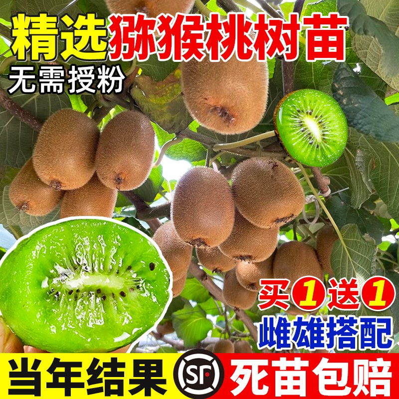 红心猕猴桃果苗软枣雌雄同体