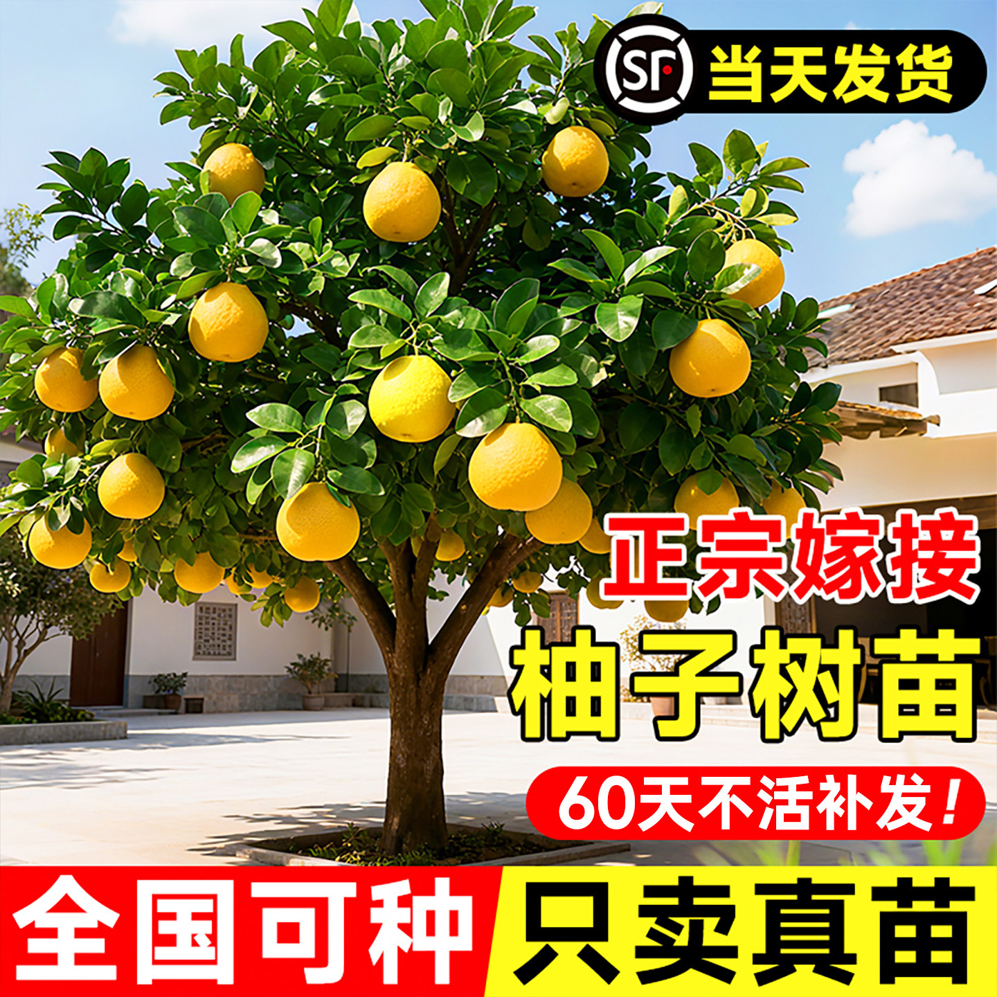 正宗柚子树苗果树果苗红心蜜柚广西大沙田柚庭院嫁接南方种植果树,鲜花速递/花卉仿真/绿植园艺,果树,淘宝优惠券,粉丝福利购,淘宝优惠卷