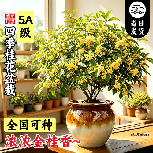 【爆品回购】5A级四季桂花盆栽