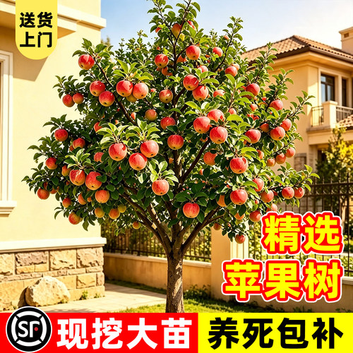 【全网热卖5万+】精选苹果树苗