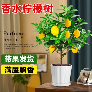香水柠檬树带果盆栽水果可食用树苗绿植浓香客厅室内阳台四季好养