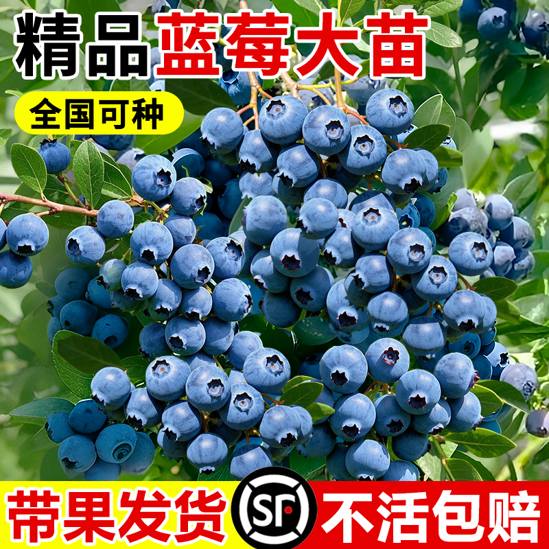 蓝莓树果苗盆栽地栽带大果发货