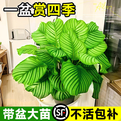 竹芋客厅卧室无美观趣味