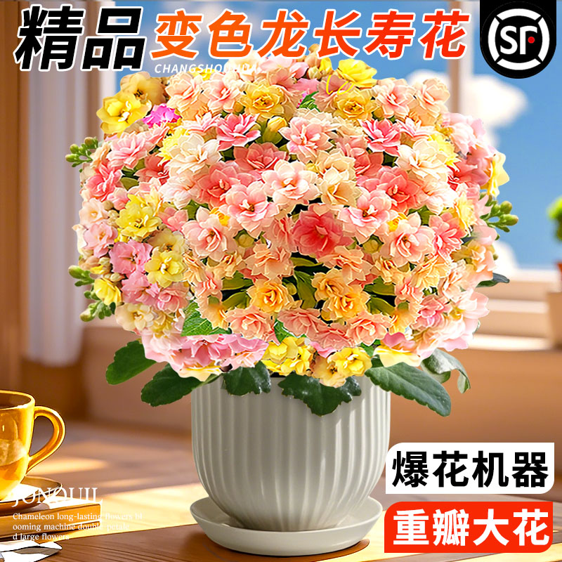 变色龙复瓣长寿花大花苗四季开花