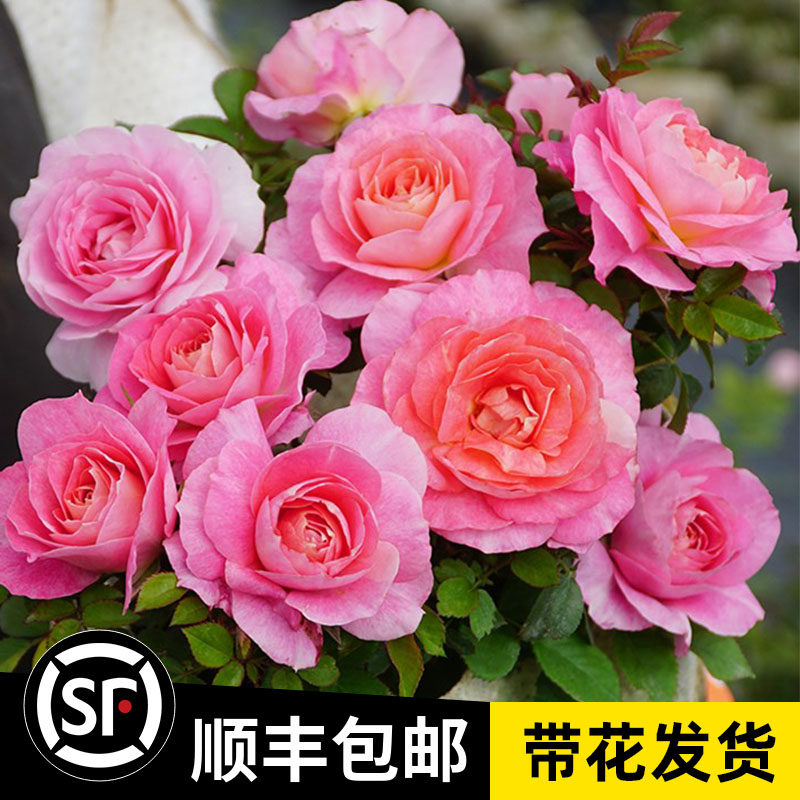 海神王月季花苗特大花浓香阳台盆栽四季开花不断抗病耐热勤花微月