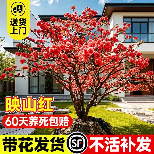 【爆款热销8万+】映山红树苗老桩