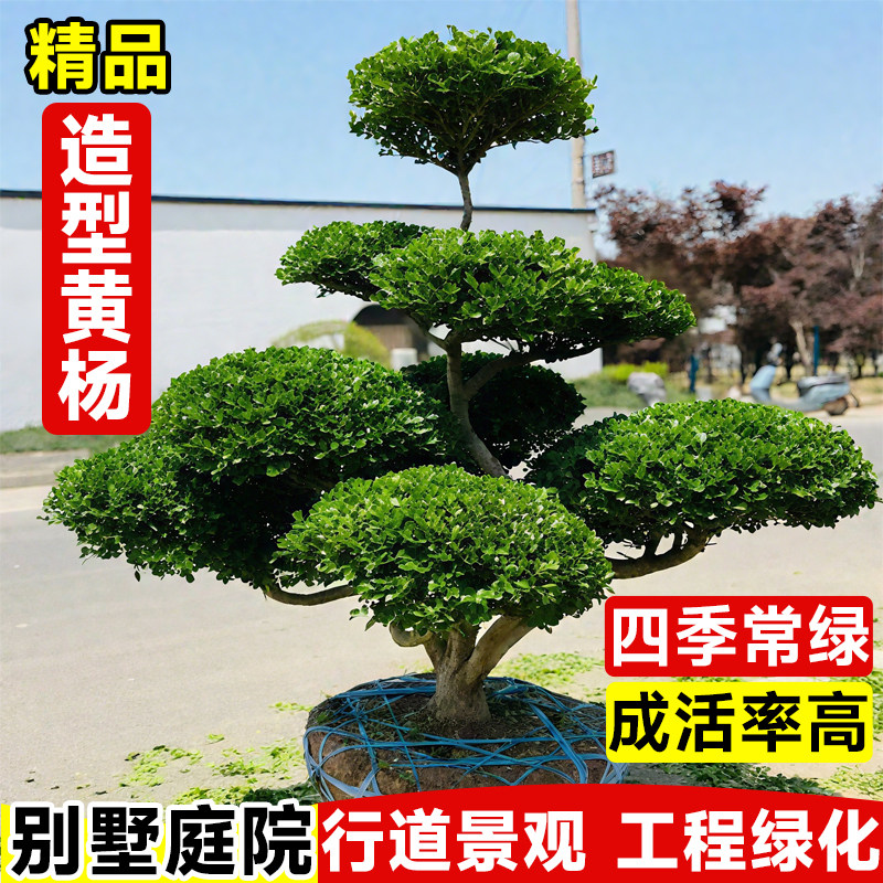 全网热销5万+黄杨造型树盆景