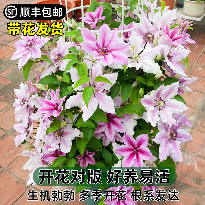 哦啦啦铁线莲盆栽小苗庭院丰花爬藤阳台花卉盆栽大花多季易活