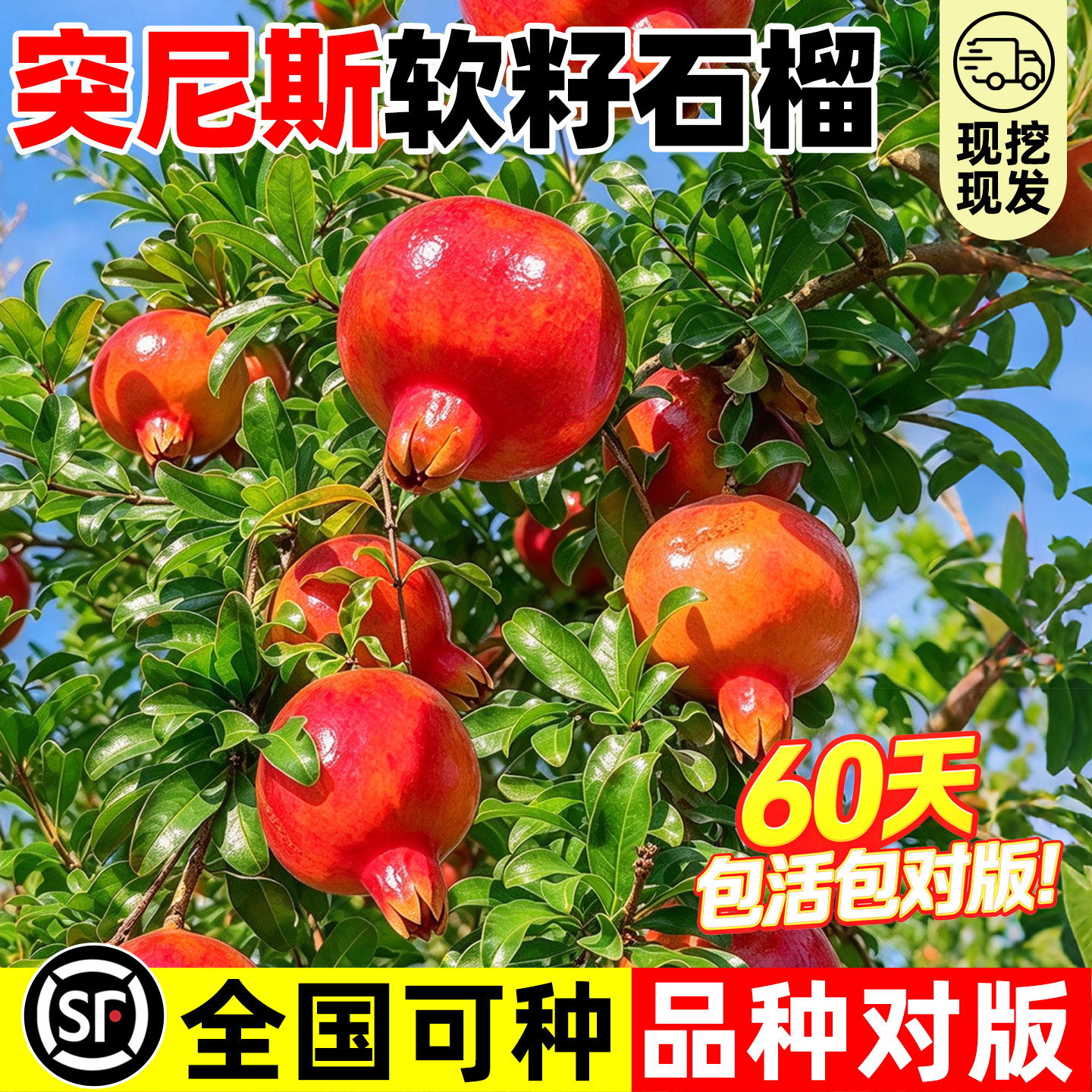 突尼斯软籽石榴树苗正宗嫁接蒙阳红庭院大果树南北方种植当年结果