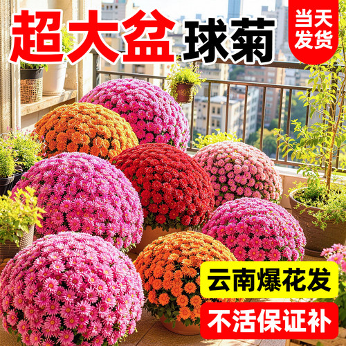 耐寒好养带苞大花菊花盆栽