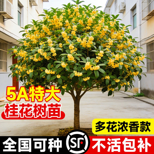 【热销榜top】5A特大桂花树苗