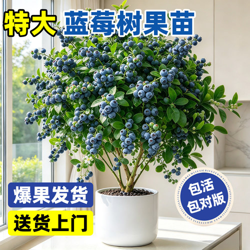 [热销爆款】特级L25蓝莓树果苗