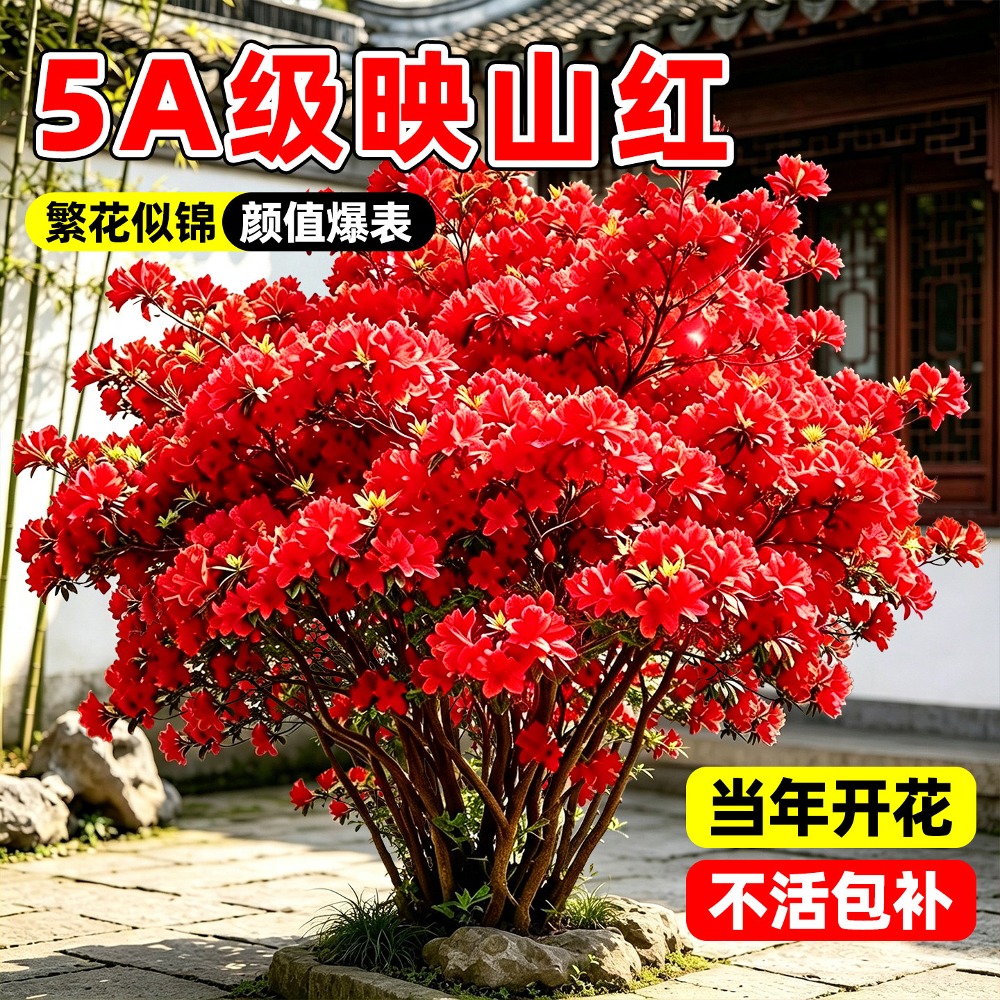 【热销榜top】精选映山红老桩图片