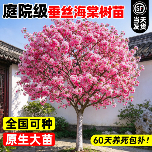 耐寒开花海棠树苗庭院地栽