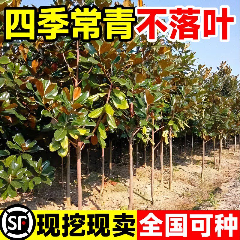 广玉兰树苗别墅庭院风景大树荷花白玉兰园林绿化工程苗木四季常青 - 实物图