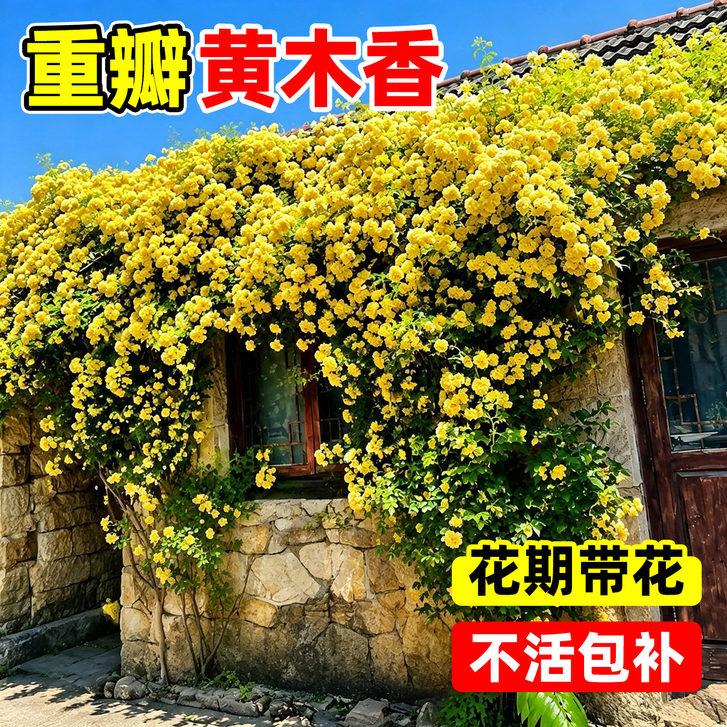 【全网花卉绿植热销10w+】图片