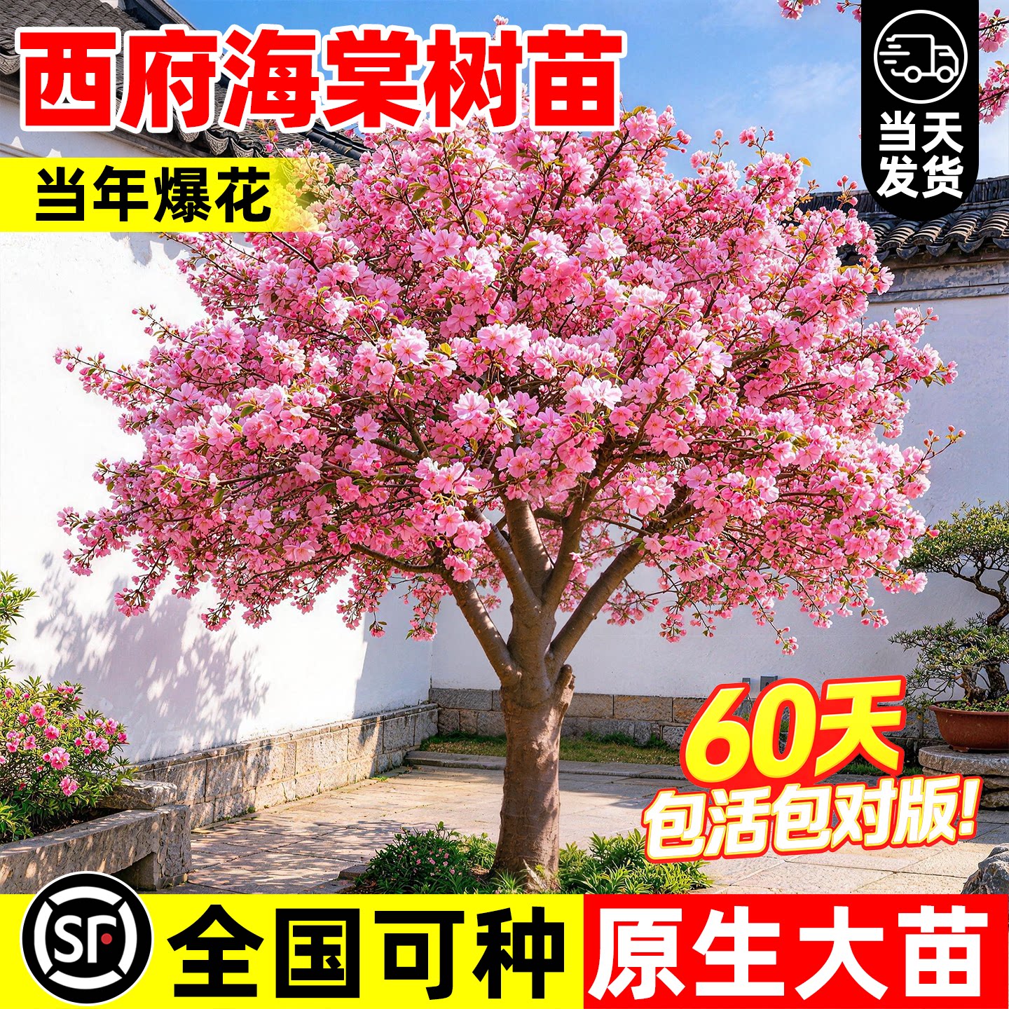 西府海棠树苗庭院地栽大树北美垂丝海棠大果四季种植耐寒开花植物