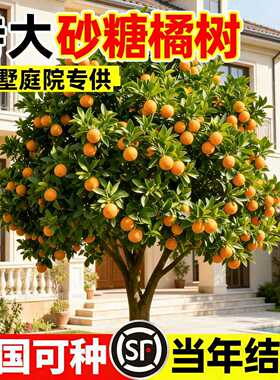 沙糖桔子树苗正宗广西砂糖橘树大苗南北方种植沃柑无籽橘子树果苗