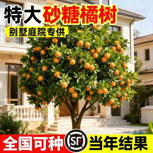 【全网热销5万+】沙糖桔子树苗