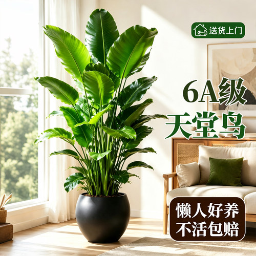 【全网花卉绿植热销10W+】