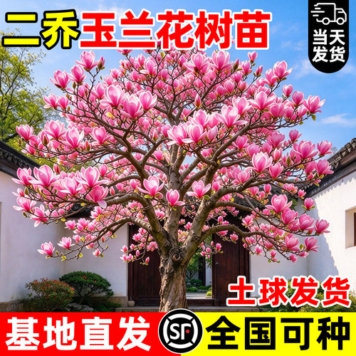 【庭院首选】玉兰花树苗