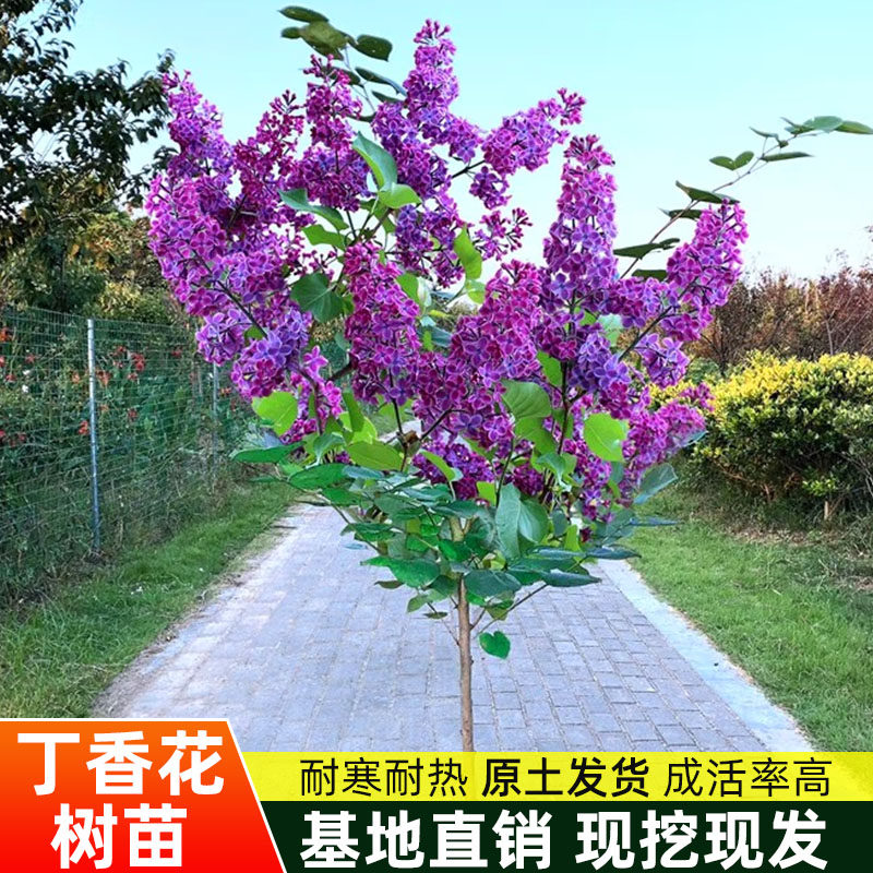 丁香花树苗浓香花苗花卉植物耐寒庭院四季室外别墅白紫丁香花盆栽