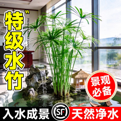 水竹水培植物带根风车旱伞草造景
