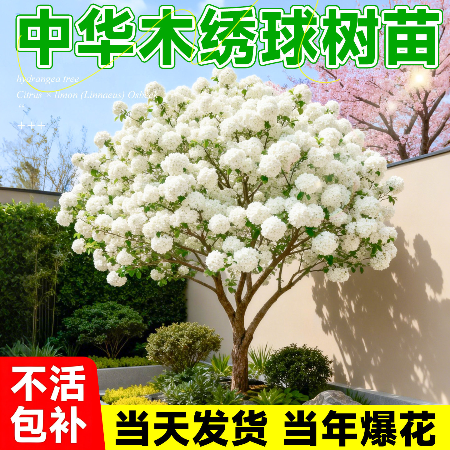 【热销榜top】特大中华木绣球图片