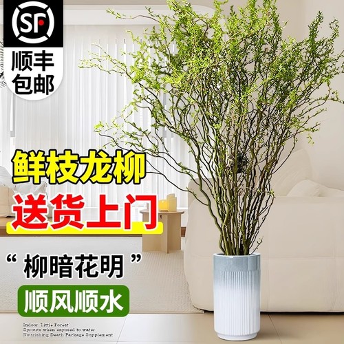 【爆款热销5万+】龙柳鲜枝