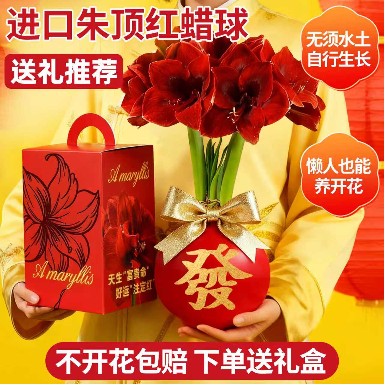 【全网热卖10万+】朱顶红蜡球