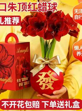 特大双龙封蜡朱顶红中国红蜡球礼品自然开花客厅办公室送礼植物