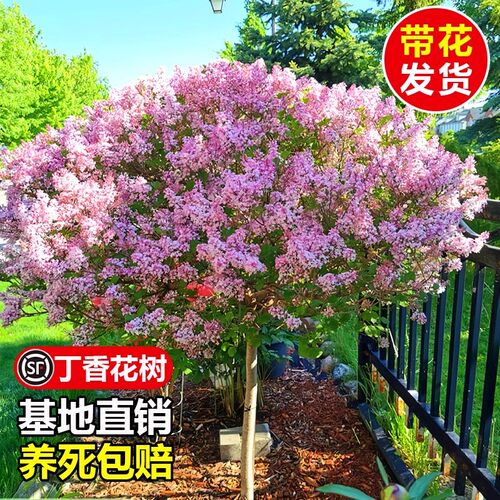 丁香花树苗植物耐寒庭院四季