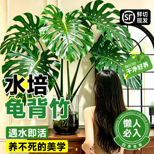 龟背竹水培老桩开背大叶