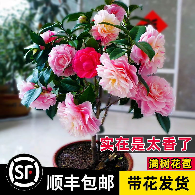 香妃茶花【带花苞】山茶花树盆栽浓香型树苗四季香水 香贵妃矮桩
