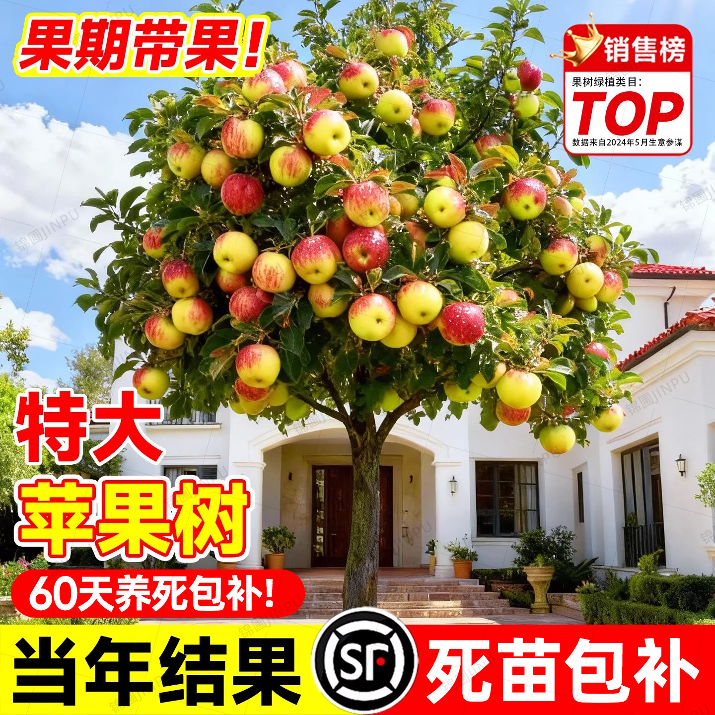 特大号苹果树嫁接红富士苹果室内外庭院地栽南北方四季种植果树苗,鲜花速递/花卉仿真/绿植园艺,果树,淘宝优惠券,粉丝福利购,淘宝优惠卷
