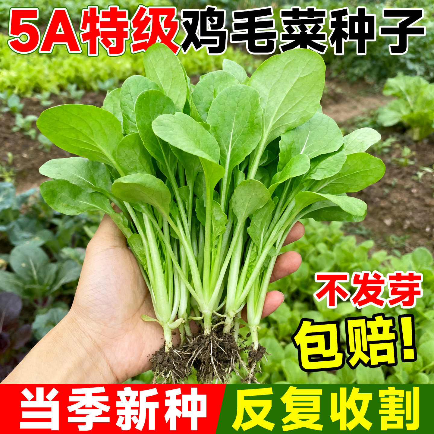 鸡毛菜种子种籽四季小白菜青菜油菜上海青蔬菜菜籽菜种孑大全籽种