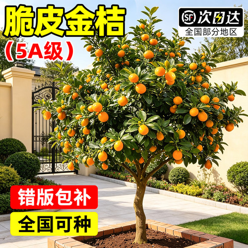 【平台推荐】特大脆皮金桔老桩树